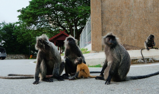 쿠알라룸푸르 원데이 쿼드러플 콤보 투어 (루지 + 애니멀파크 + 반딧불 + 블루티어)