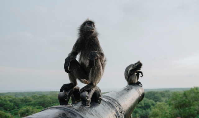 쿠알라룸푸르 원데이 쿼드러플 콤보 투어 (루지 + 애니멀파크 + 반딧불 + 블루티어)