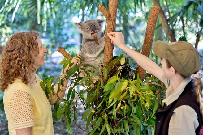 Brisbane Lone Pine Koala Sanctuary & River Cruise Combo Package