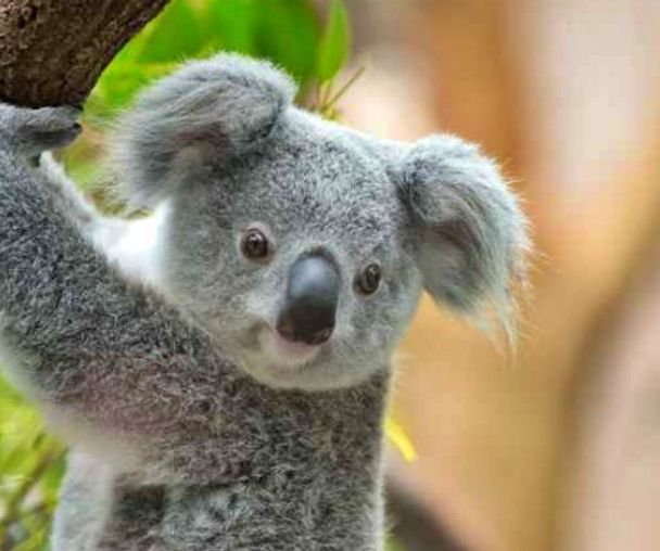 activity_detail_image