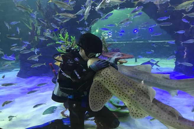 플레이아쿠아리움 부천 입장권