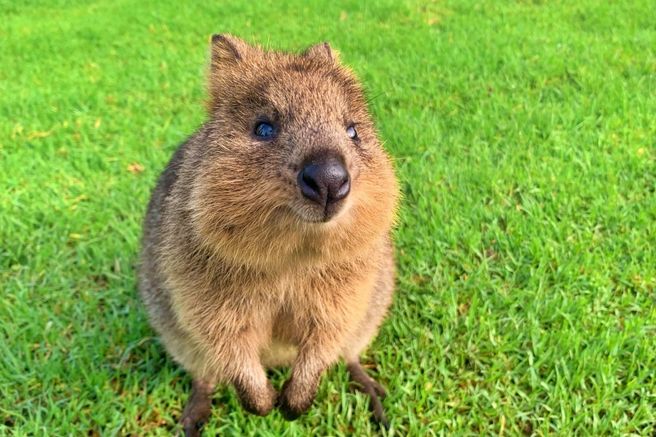 シドニー・オークベールワイルドライフパークチケット