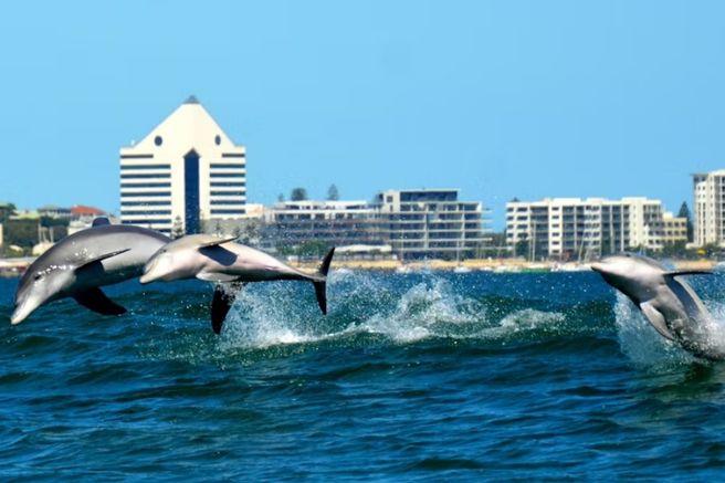 Bunbury Dolphin Discovery Cruise Tour