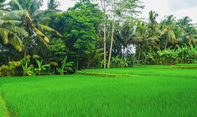 발리 우붓 투어