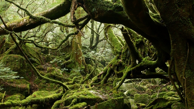 Yakushima Shiratani Unsuikyo Trekking Tour