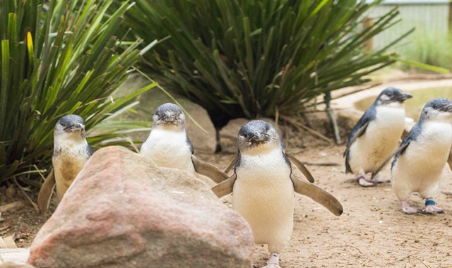 [조이투어] 멜버른 호주 동물 교감 체험 & 사진 필립 아일랜드 시그니처 VIP 투어