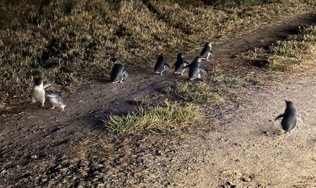 [조이투어] 멜버른 호주 동물 교감 체험 & 사진 필립 아일랜드 시그니처 VIP 투어