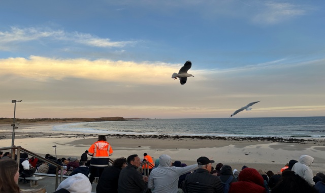 [조이투어] 멜버른 호주 동물 교감 체험 & 사진 필립 아일랜드 시그니처 VIP 투어