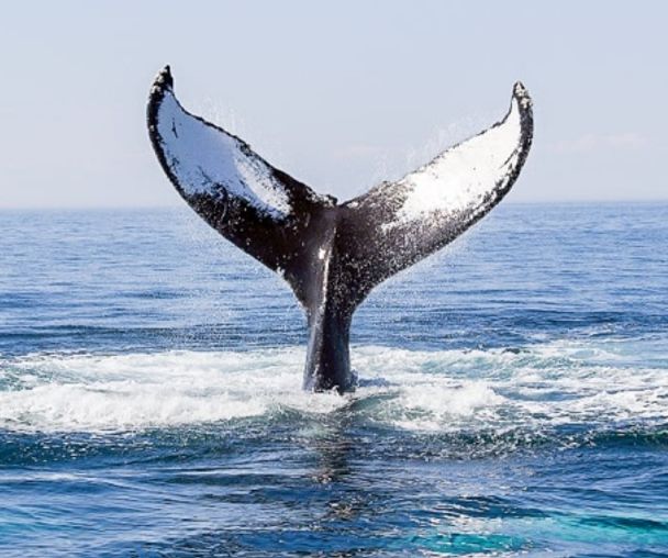 activity_detail_image