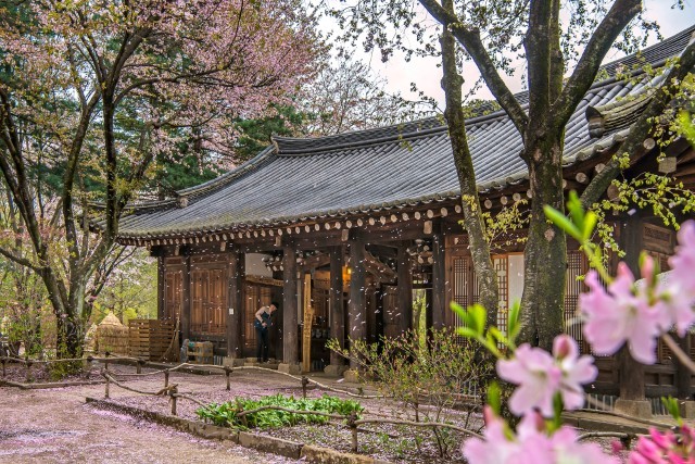 경기 가평 베고니아새정원 & 남이섬 & 강촌 레일바이크 일일 투어 (서울 출발)