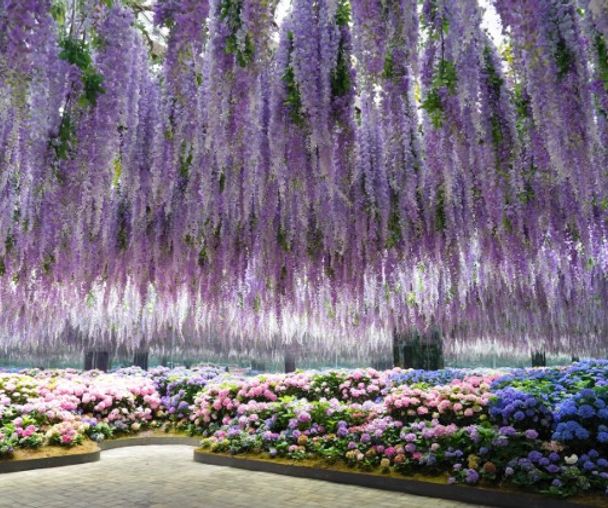 activity_detail_image