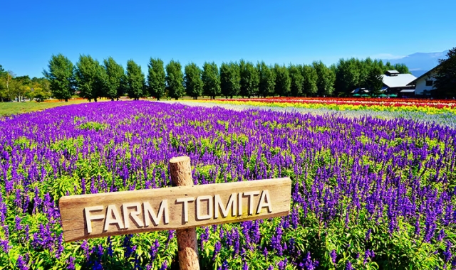 [Special Deal] Hokkaido: Biei Furano Day Tour