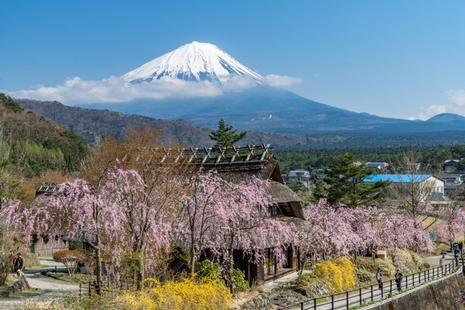 東京発: 富士山人気スポット日帰りツアー (特典付き) - WAUG Exclusive