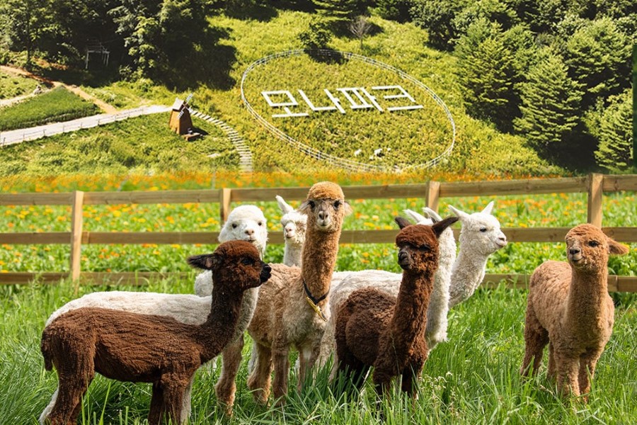 강원 평창 모나용평리조트 애니포레 입장권