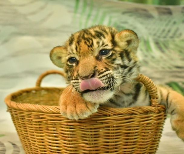 activity_detail_image