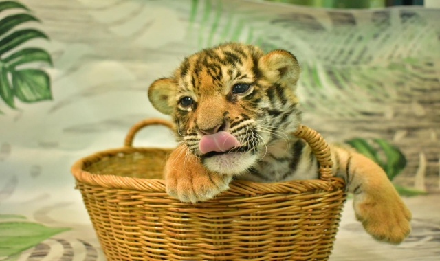 파타야 전통 수상 시장 & 타이거 파크 & 반타이 단독 반일 투어