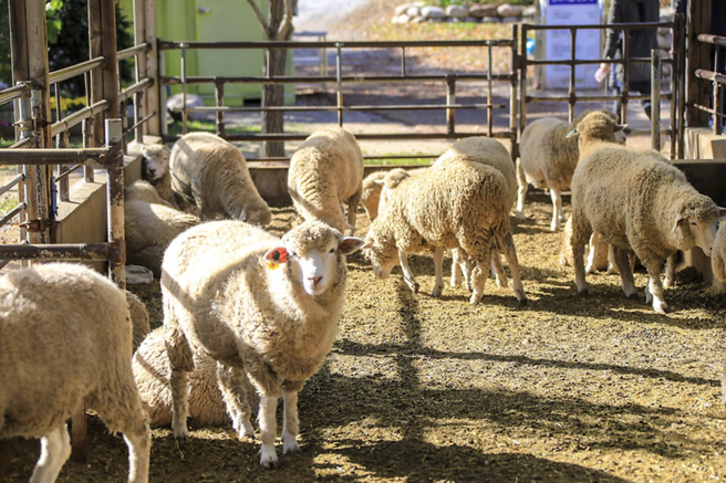 경기 양평 양떼목장 입장권