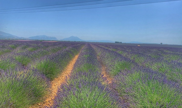 [이지고프랑스] 니스 출발: 베르동 & 무스띠에 & 발랑솔 라벤더 남부 투어