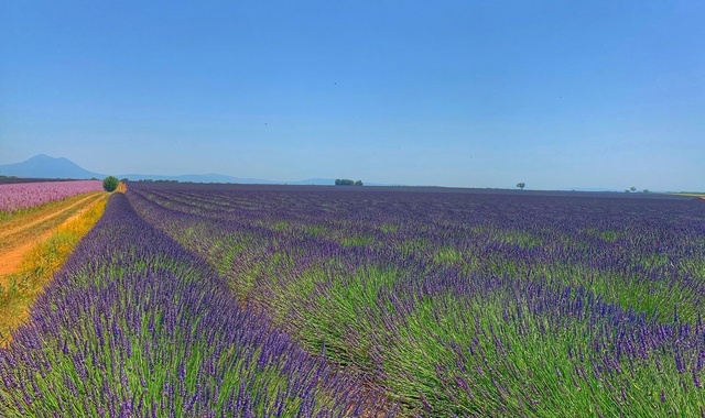 [이지고프랑스] 니스 출발: 베르동 & 무스띠에 & 발랑솔 라벤더 남부 투어
