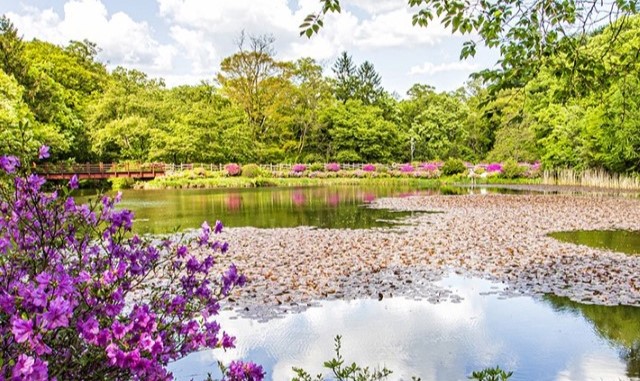 경기 가평 베고니아새정원 입장권 + 아메리카노 이용권