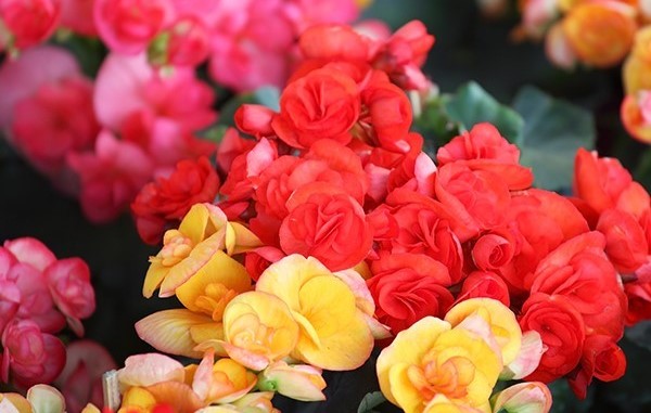 경기 가평 베고니아새정원 입장권 + 아메리카노 이용권