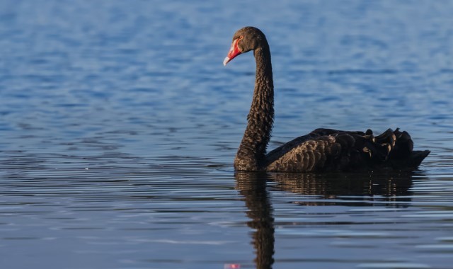 경기 가평 베고니아새정원 입장권 + 아메리카노 이용권