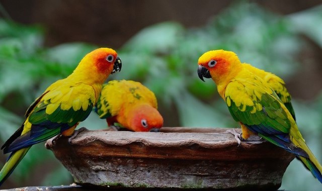 경기 가평 베고니아새정원 입장권 + 아메리카노 이용권