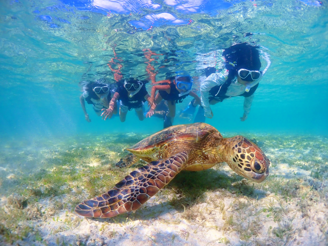 미야코지마 인생 사진 바다 거북이 스노클링 투어