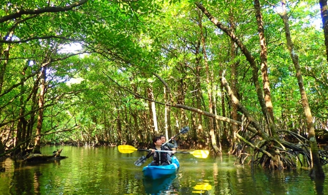 이시가키 천연기념물 맹그로브 숲을 탐험하는 카누 투어