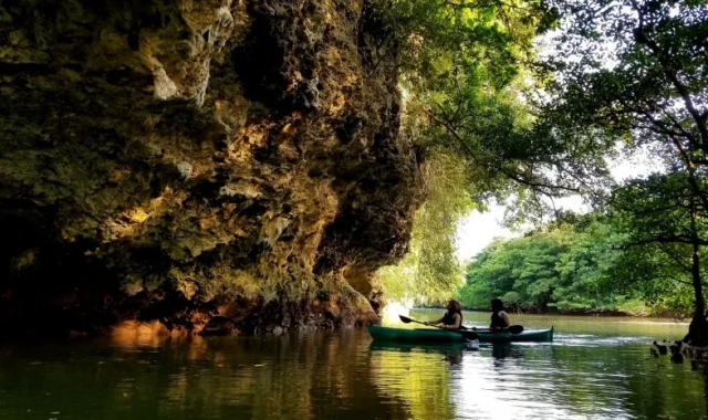 이시가키 천연기념물 맹그로브 숲을 탐험하는 카누 투어