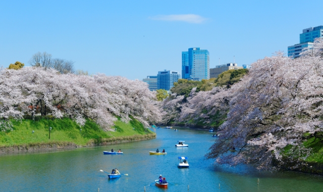 Tokyo Sakura Spot Day Tour (Ueno Park, Chidorigafuchi, Meguro River)