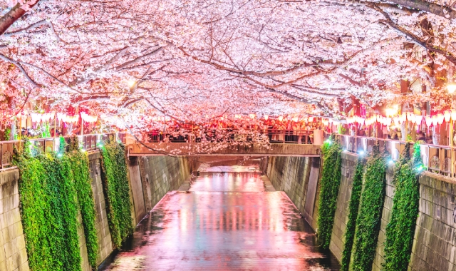 Tokyo Sakura Spot Day Tour (Ueno Park, Chidorigafuchi, Meguro River)