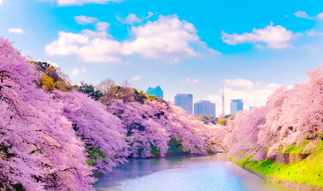Tokyo Sakura Spot Day Tour (Ueno Park, Chidorigafuchi, Meguro River)