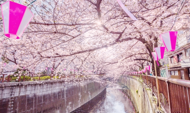 Tokyo Sakura Spot Day Tour (Ueno Park, Chidorigafuchi, Meguro River)