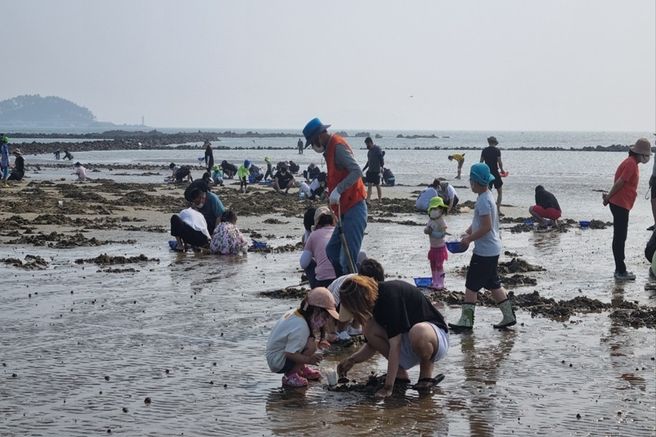 충남 태안 별주부마을 갯벌 체험
