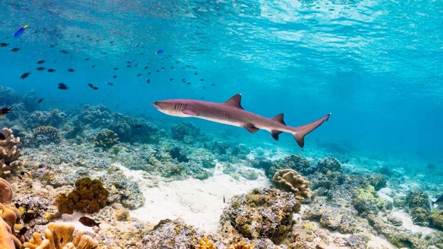 코타키나발루 섬 스쿠버 다이빙 투어 (툰구 압둘 라만 해양공원) - WAUG Exclusive