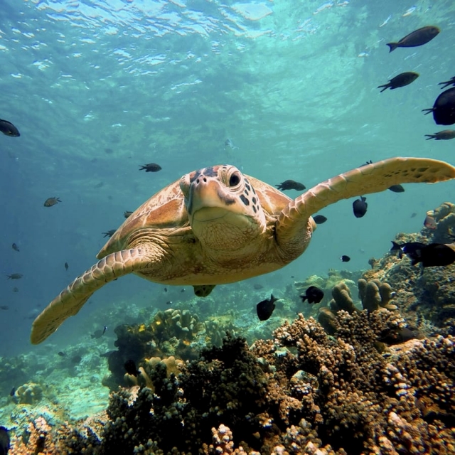 코타키나발루 섬 스쿠버 다이빙 투어 (툰구 압둘 라만 해양공원) - WAUG Exclusive