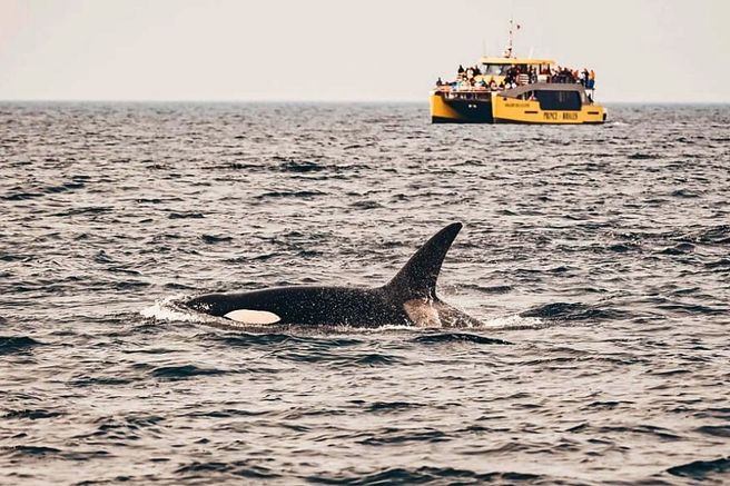 Vancouver Whale Watching Cruise