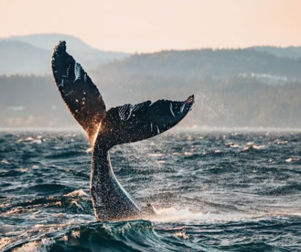 activity_detail_image