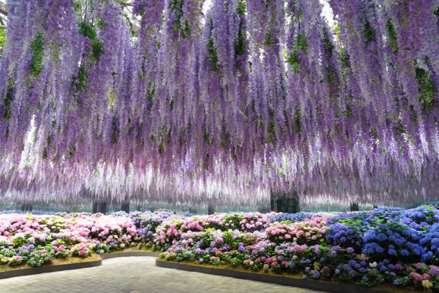 경기 가평 베고니아새정원 & 남이섬 일일 투어 (서울 출발)