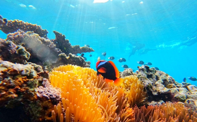 Ishigaki & Iriomote Island Mangrove SUP or Kayak & Barasu Island Snorkeling Tour