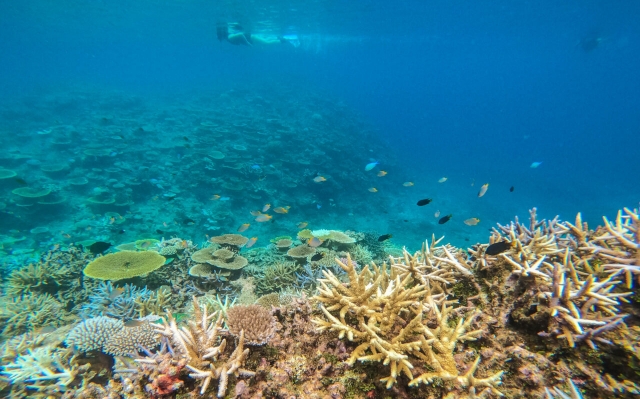 Ishigaki & Iriomote Island Mangrove SUP or Kayak & Barasu Island Snorkeling Tour