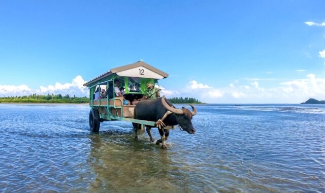 西表島＆由布島 マングローブSUP/カヤックツアー