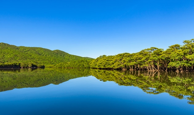 西表島＆由布島 マングローブSUP/カヤックツアー