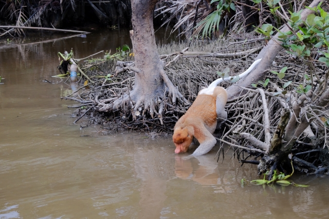 코타키나발루 봉가완 맹그로브 & 스카이미러 & 반딧불 투어 (WAUG Exclusive)
