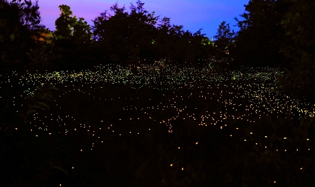 코타키나발루 봉가완 맹그로브 & 스카이미러 & 반딧불 투어 (WAUG Exclusive)