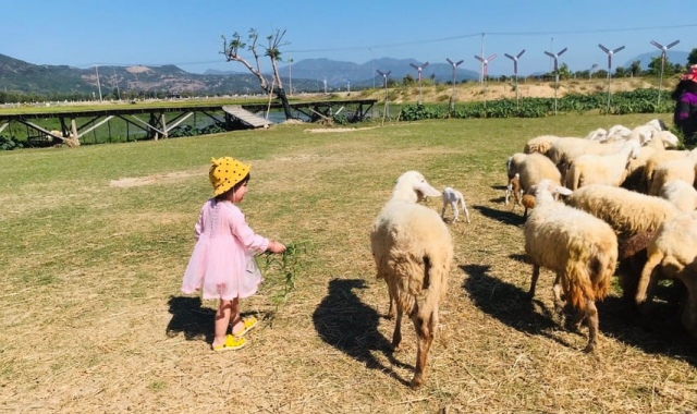 ナトラン出発 - ニントゥアン＆ヴィンハイ湾近郊ツアー（ブドウ農園、羊牧場）