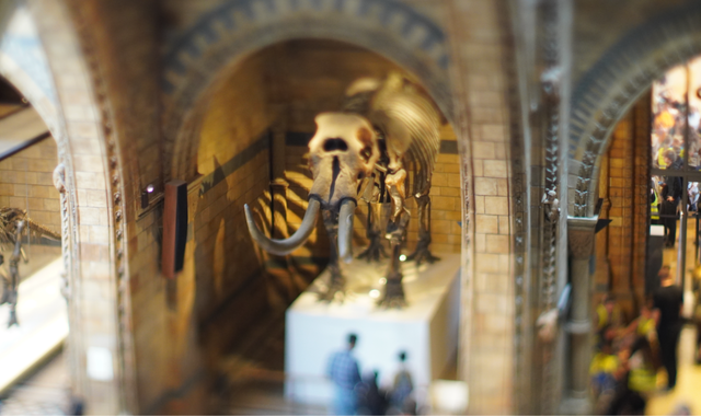 [쫑픽] 런던 자연사 박물관 시그니처 투어