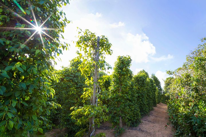 푸꾸옥 북부 탐험 - 카약 & 스타피쉬 비치 투어 by 존스투어