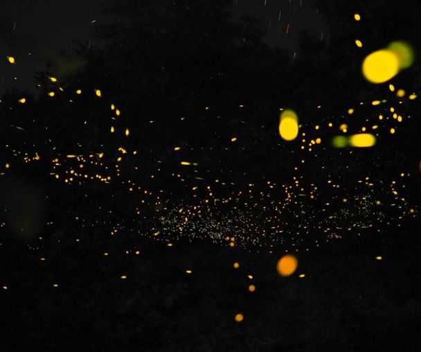 activity_detail_image